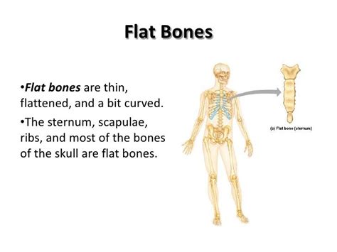 Flat Flat Bones