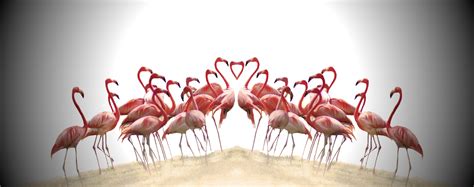 🔥 46 Vintage Pink Flamingo Wallpaper Wallpapersafari