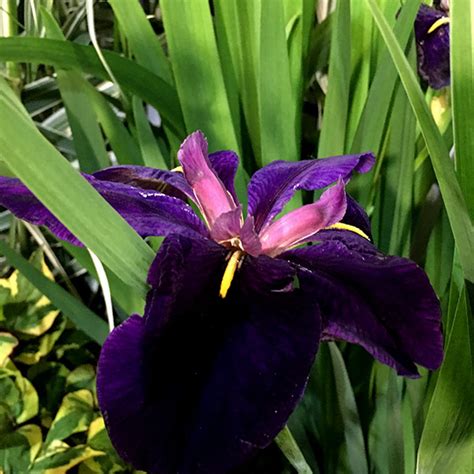 They may soon be listed for sale. Buy water iris Iris 'Black Gamecock': Delivery by Crocus