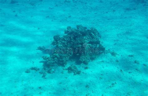 Coral Reef At The Bottom Of The Red Sea Stock Photo Image Of Wild