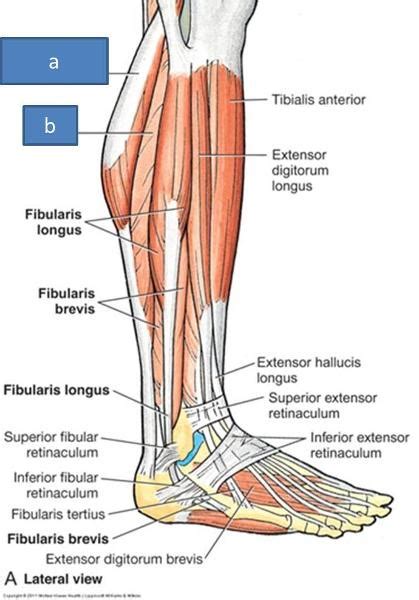 Print Anatomy Block Iii Popliteal Fossa And Leg Flashcards Easy