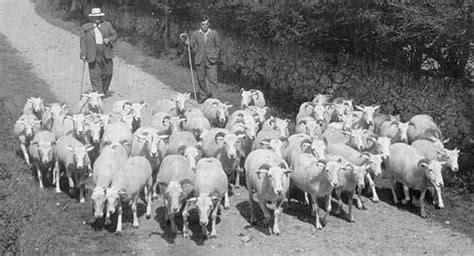 Gallery Wiltshire Horn Sheep Society Ltd Whss