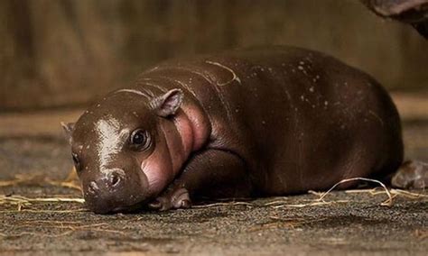 27 Cutest Baby Animals That Will Put A Smile On Your Face