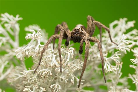 So, what do spiders like to eat? Are Wolf Spiders Venomous?
