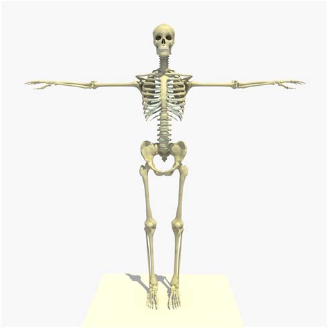 Male Textured Skeleton 3d Model 10 3ds C4d Free3d