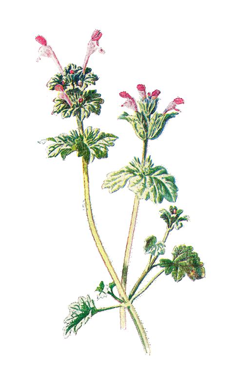 Antique Images Free Digital Flower Clip Art Wildflower Graphic Of Henbit