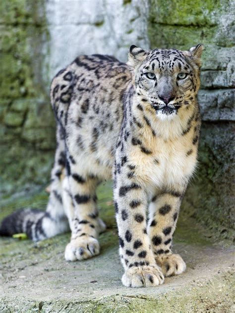 Proud Standing Snow Leopard Wild Cats Animals Wild Animals