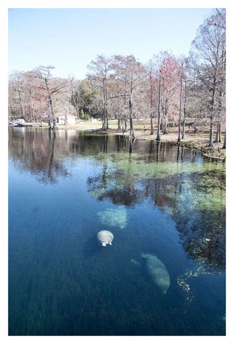 About the florida manatee the florida manatee, a subspecies of the west indian manatee, is florida's official marine mammal. Florida Manatee Facts and Information | FWC