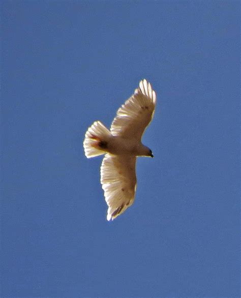 Ohio Birds And Biodiversity A White Hawk