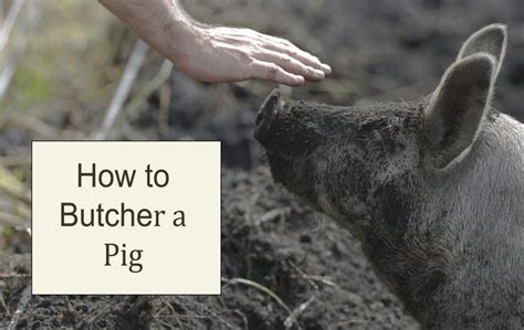 How To Butcher A Pig Dual Agency Aka “hoggers” My Blog