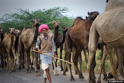 pushkar mela la grande foire aux chameaux du rajasthan magik india