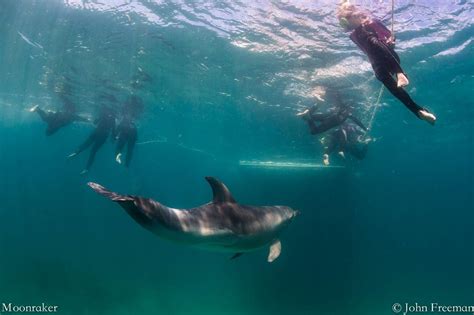3 Hour Dolphin And Seal Swim Moonraker Dolphin Swims Reservations