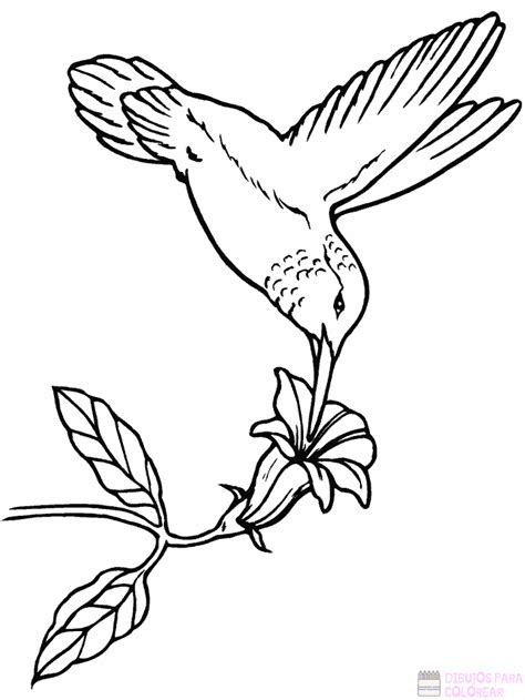 磊 Dibujos De Aves【250】lindos Y Faciles Dibujos Para Colorear