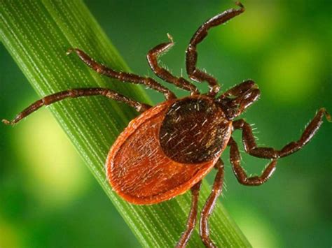 Tick Numbers In Indiana Residential Areas Growing Ier Indiana