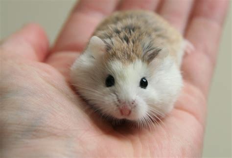 The best eye and ear care for your dwarf hamster hamsters are obsessed with cleanliness. Hamster Robo giá rẻ, chất lượng uy tín Gò Vấp TP.HCM - PetXinh