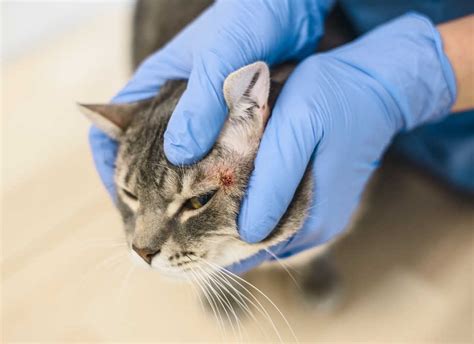 Great Home Remedies For Cat Scabs Guide Paws Elite Ph