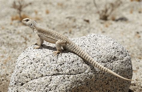 Not many herpetoculturists work with this beautiful species of lizard but hopefully. Facts about the Desert Iguana | Iguana, Lizard image ...