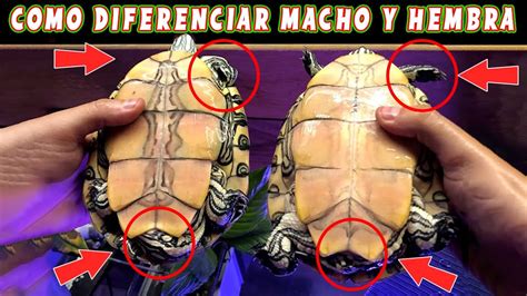 Resumen de artículos como saber si una tortuga es macho o hembra