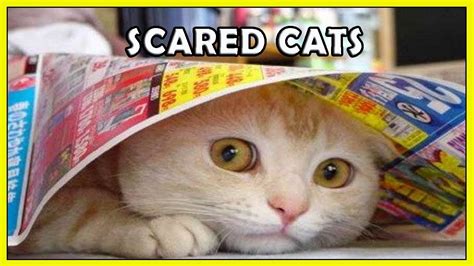 Funny Scared Cats Compilation 2018 Hd Funnycat Youtube