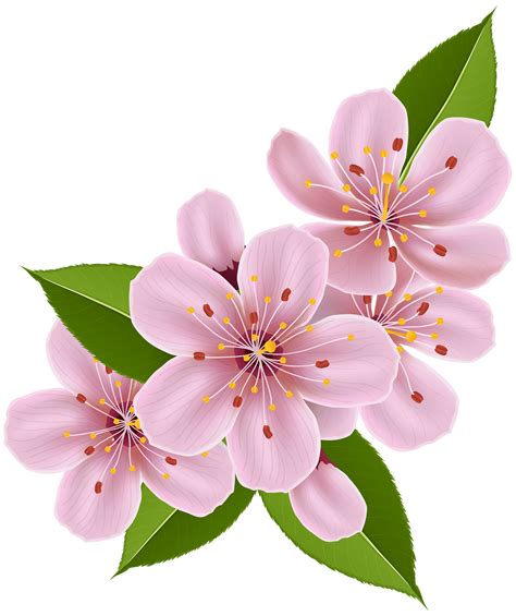 Libera per usi commerciali ✓ attribuzione non richiesta ✓. Sakura flower png, Sakura flower png Transparent FREE for download on WebStockReview 2020