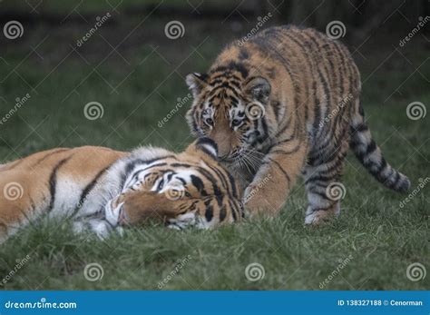 Tiger Cub And Mother Stock Photo Image Of Tiger Mother 138327188