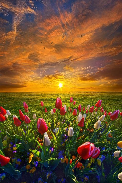 ~~drawing Near To Me Tulips At Sunrise By Phil Koch