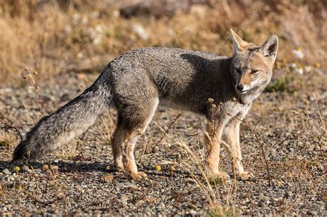 South American Gray Fox Stock Image C0500810 Science Photo Library