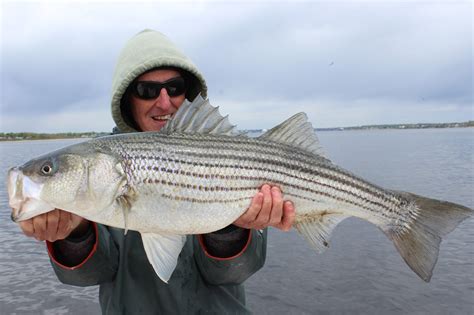 Rhode Island Striped Bass Photo Of The Dayscoring From The Boat
