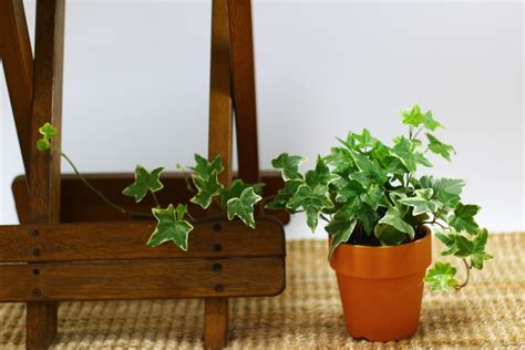 Everything You Need To Know About Growing Ivy Indoors Happysprout
