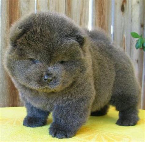 Cute Chubby Puppies 23 Chubby Puppies Mistaken For Teddy Bears
