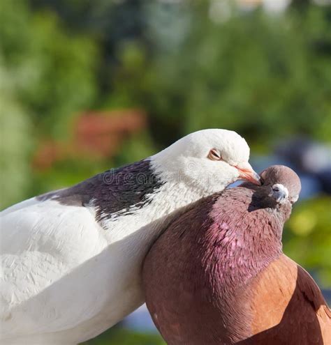 Pigeon Kisses Another Pigeon Stock Photo Image Of Background Bird