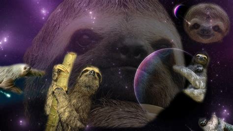 Sloth Wallpaper ·① Download Free Stunning Hd Wallpapers