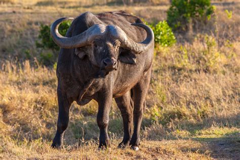 African Grassland Bison Stock Photo Free Download
