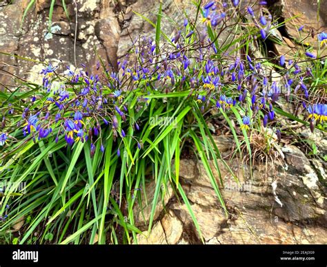 Blue Flax Lily Flowers Growing Out Of Rock Stock Photo Alamy