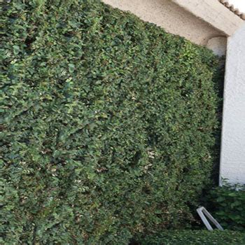 You should be careful in choosing the type of screen shrub that is to be used on your landscaping for privacy. Shrubs | Shrub Nursery | Shrubs for Sale Mesa, Gilbert ...