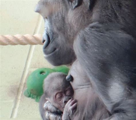 Baby Gorilla From Endangered Species Born At London Zoo Bbc News