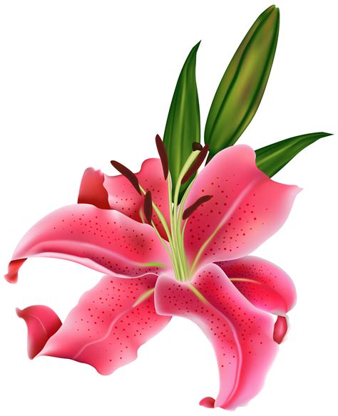 Lily Pink Flower PNG Clipart | Pink flower png, Flower png, Flower ...