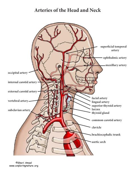 Carotid arteries are major arteries that carry blood from your heart to your brain. Arteries of the Head and Neck - Exploring Nature Science ...