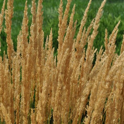 Learn how to grow with our easy instructions and videos. Karl Foerster Feather Reed Grass for Sale at The Grass Pad