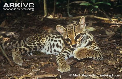 Margay Leopardus Wiedii Classification
