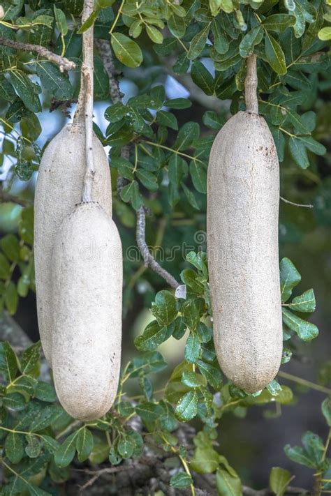 Fruit Of Sausage Tree Stock Photo Image Of Kenya National 161100908
