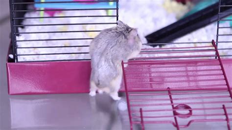Super Cute Awesome Dwarf Hamster Youtube