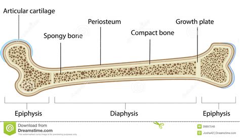 It is a harder bone. Bone Anatomy Labeled Diagram Stock Vector - Illustration ...
