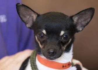 Why do shelters often encourage adopters to get kittens 2 at a time? Chihuahua Mix Dog for adoption in Colorado Springs ...