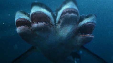 10 Rarest Shark Species In The Ocean Youtube