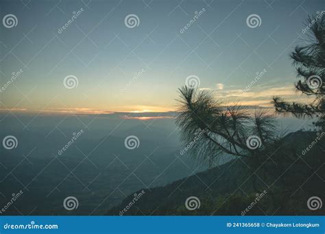 Morning Sunrise And Beautiful Pinus Kesiya Tree And Hill Valley Stock