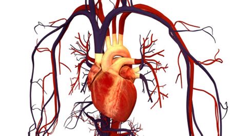Los 7 Tipos De Enfermedades Cardiovasculares Más Comunes