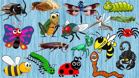 Insects For Kindergarten Learn Insects And Bugs Names For Kids 20