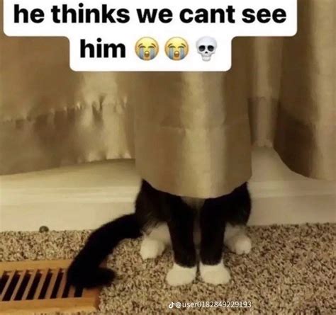 Funny Stupid Cat Meme Cat Thinks We Cant See Him Haha Stupid Cat