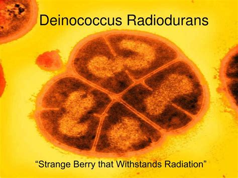 Ppt Deinococcus Radiodurans Powerpoint Presentation Id600964